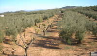 Olives and Almonds Feb 2012