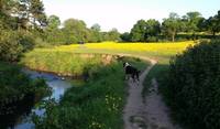 Ladybrook valley where Lola usually plays with her friends. It's a 3 minute walk from the house. It's ideal for birdwatching.